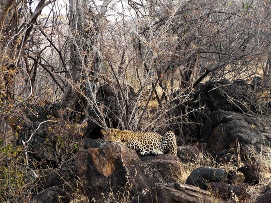 Leopards live alongside tigers in these riverine forests rather successfully due to the conducive prey base and terrain.