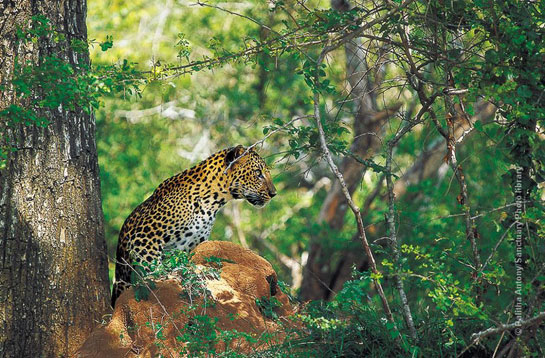 Leopard at Yala