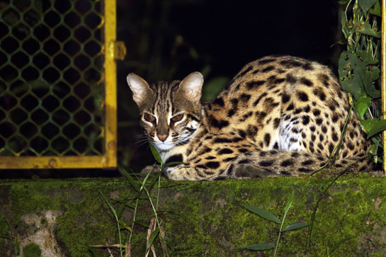 Peter Jackson dedicated his life to protect wild cats, big and small, such as this leopard cat photographed in Tripura's Trishna Wildlife Sanctuary.