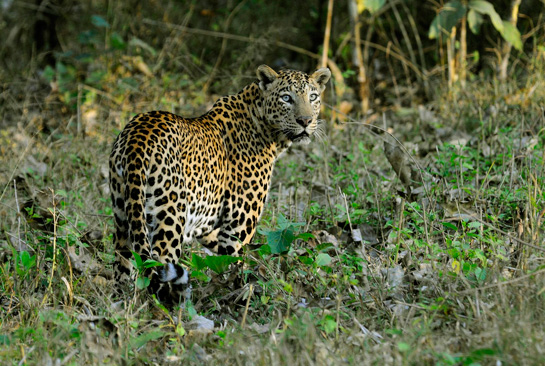 Reaching an exact population figure of the Indian Leopard is an arduous task due to the cat's evanescent nature.