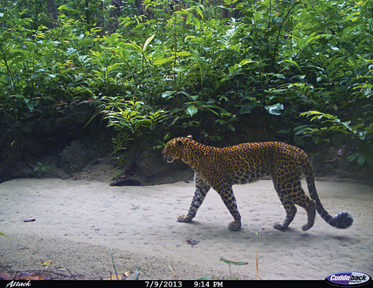 A camera trap picks up a difficult-to-see leopard prowling its territory, mindful of the fact that the tiger is the apex predator in this ecosystem.