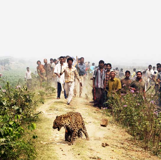 This image of a leopard being chased out of a village near its habitat was taken in 2009. Scenes like this often turn violent when local authorities do not intervene. 