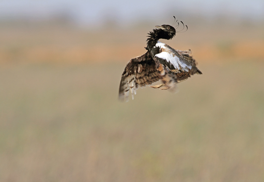 The protection of grasslands is crucial to the survival of not just the GIB but also other specialist species such as the endangered Lesser Florican.