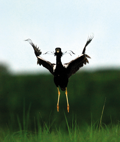 The Lesser Florican's signature loud call during its mating ritual emanates not from its vocal box, but from the split-second movement of its wings.