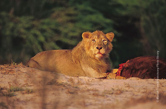 Manish Trivedi