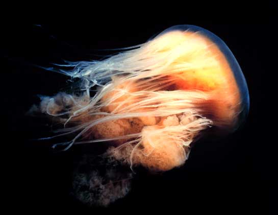 The lion's mane jellyfish Cyanea capillata is a cold water species, unable to survive in warmer climates. Although they are well-known as the largest species of jellyfish, the size of these individuals can vary greatly, with larger specimens attaining a vivid crimson to dark purple colouration, while smaller members of the family are lighter orange or tan in colour.