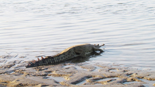 A VHF tagged gharial entering Gandak river.
