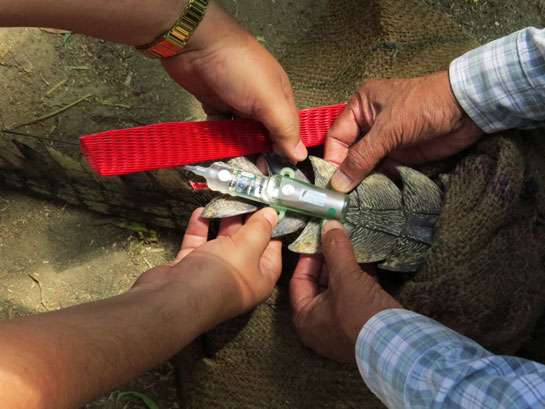 Fitting a satellite tag on a captive born gharial before release in the Gandak River.