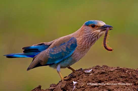 Indian Roller