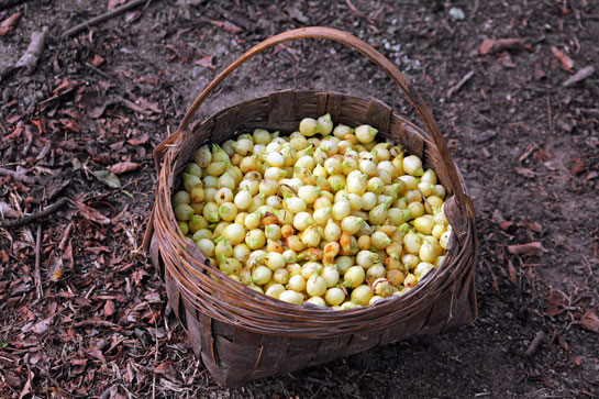 An enticing basket of mahua flowers collected by a local. A connection between mahua and bears keeps popping up in a range of wildlife literature.