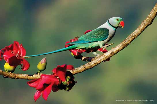 Malabar Parakeet