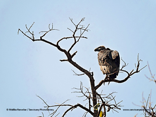 White-rumped Vulture