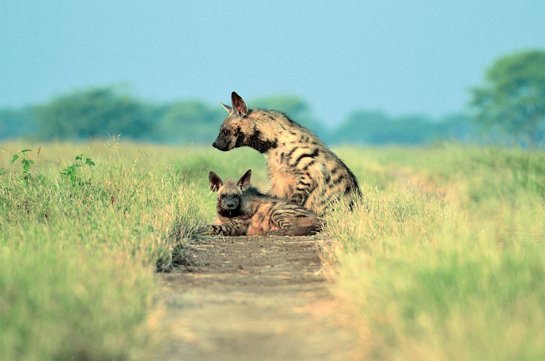 The elusive striped hyaenas in the Velvadar National Park in Gujarat.