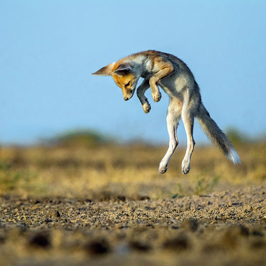 Desert Fox