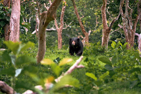 Bear poaching and human-bear conflict incidents are highly under-represented and this reflects in our lack of scientific and conservation efforts to gather conclusive data on bear numbers, habitat, monitoring and behaviour.
