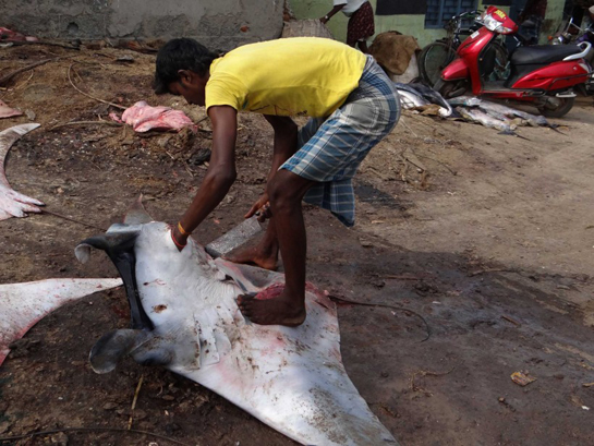 Manta ray at fish processing unit.