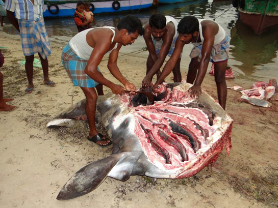 Manta ray being chopped
