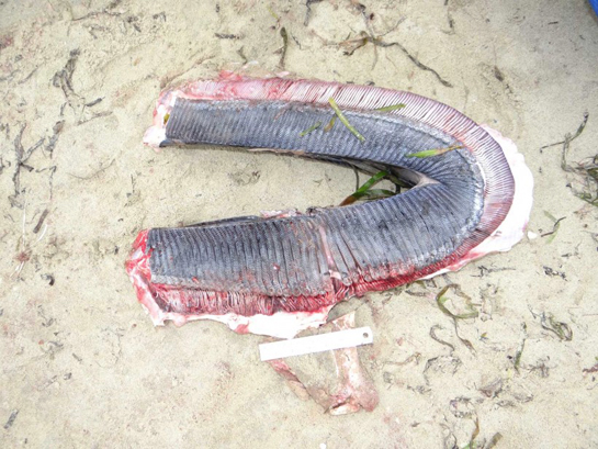 The gill plate of a manta ray.