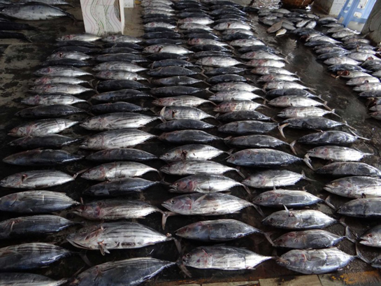 Tuna kept for auction.