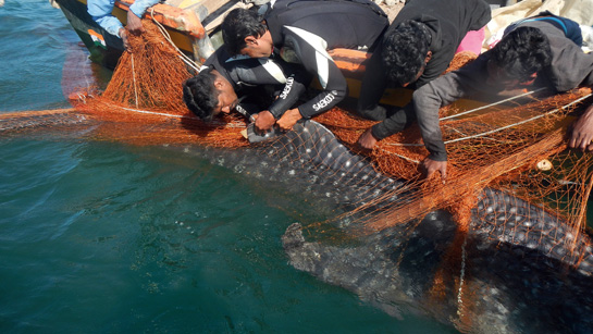 Marine biologist Prem Jothi attaches a satellite tag to a whale shark's dorsal fin prior to freeing it.