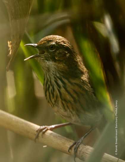 Marsh Babbler