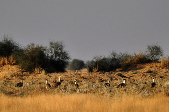 This image of a flock of Great Indian Bustards was shot in the Desert National Park, Rajasthan. Today, there are an estimated 200 to 250 Great Indian Bustards left in India. Standing 36 cm. tall and weighing around 18 kg., they have now been listed as 'Critically Endangered' on the IUCN's Red List.