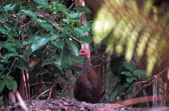 The isolation of the Great Nicobar Island has resulted in a large number of endemic species. The 885 sq. km. island is home to nearly 1,767 faunal species, including the Nicobar crab-eating macaque Macaca fascicularis.
