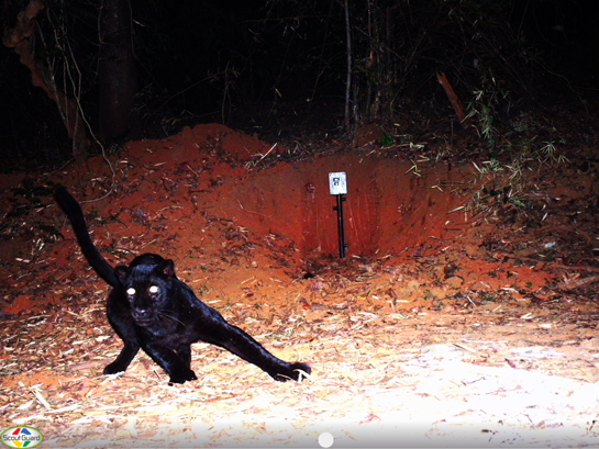 A spectacular melanistic leopard caught on camera trap.