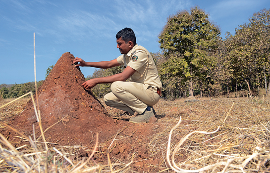 Dinesh Kendre, a forest guard posted in the core of the Melghat Tiger Reserve, is living his dream of doing work that truly makes a difference.