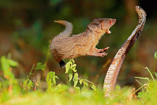 Mongoose