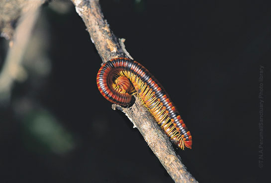 T.N.A. Perumal
