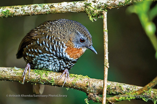 The Mishmi Wren Babbler was only known from a single specimen collected in 1947 until it was rediscovered in its namesake hills in 2004.