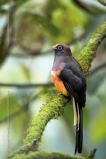 An unexpected clear sighting of a sub-adult Ward's Trogon, usually found in thick forest, was an auspicious start to the birding in Mayodia.
