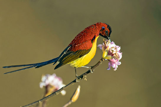 Mrs. Gould's Sunbird
