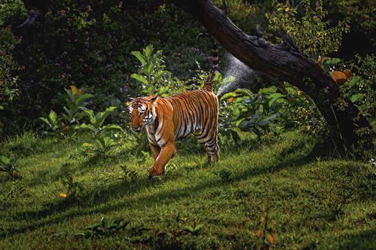 The fragmentation of our forests is increasingly forcing tigers into a migrant lifestyle between Protected Areas, putting them at risk.