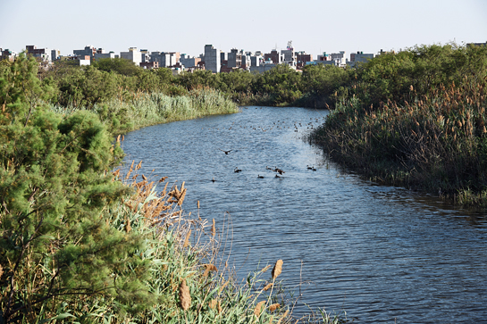 Although it might seem unachievable, resuscitating the Yamuna is still possible. Citizens and corporates need to actively work with governments and pledge to follow rules and regulations, monitoring and protecting the river. Only then can Delhi transform back into a paradise for birds and birders alike.