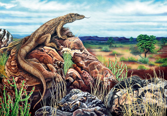 Basking on a high boulder, a monitor lizard overlooks its scrubby habitat. 42