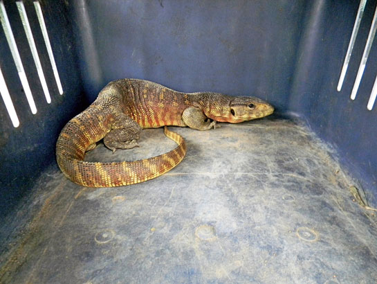 A monitor lizard in captivity. These reptiles are put through the most horrific torture so that a fake tantric totem can be sourced and sold to the desperate and gullible.