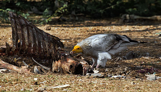 An Old World avian, the Egyptian Vulture (left) is almost extinct in south India and sighting one in the Koli hills was special. Another special sighting, that of a Western Ghats endemic.