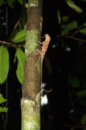 In the day, the lizards perch on sturdy tree trunks from where they scurry down to hunt on spotting a tasty morsel in the leaf litter. In the day, the lizards perch on sturdy tree trunks from where they scurry down to hunt on spotting a tasty morsel in the leaf litter.