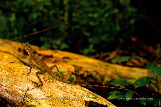 The short-crested Bay Island lizard is restricted to closed-canopy evergreen and semi-evergreen forests.
