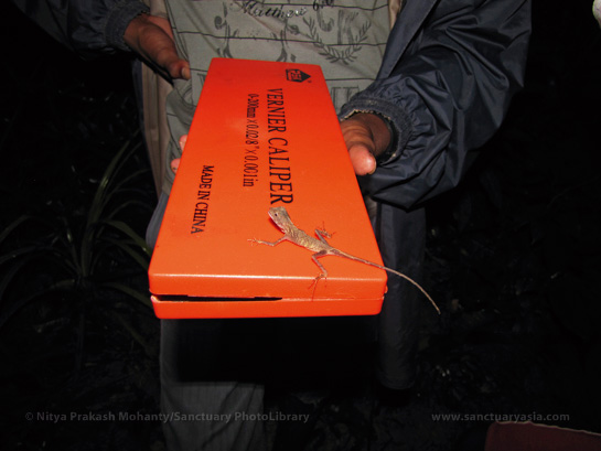 The lizards and the researchers studying them seemed to regard one another with mutual curiosity.