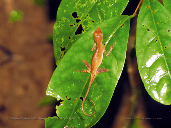 Surprisingly, the lizards choose to rest on flimsy saplings or swaying branches at night. The author conjectures that such roosting sites could help them easily detect nearing predators, or even dissuade predators from trying to get to them.