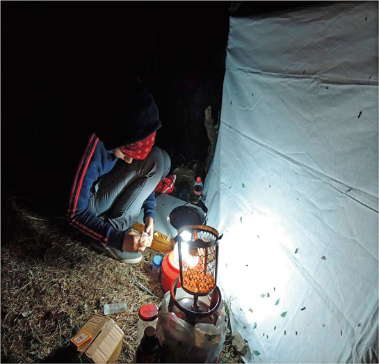 The author used &acirc;light trapping' at night to study what she likes to call the &acirc;little things that run the world'!