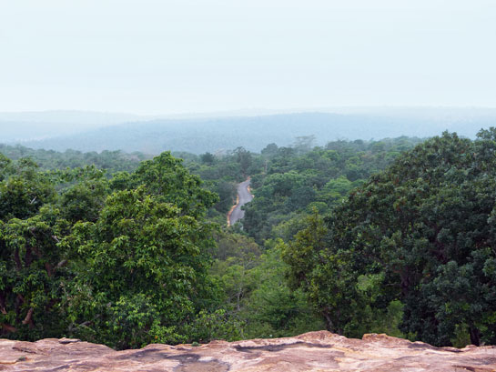 Multiple biotic pressures, such as this road that bisects the forest, threaten the region's biota.