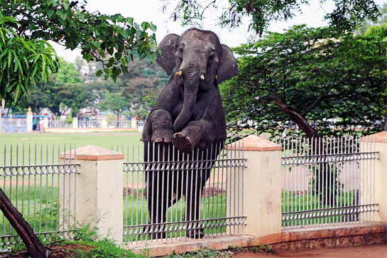 A wild elephant entered Mysuru city in the wee hours of the morning, panicking citizens and killing one. The terrified pachyderm was then tranquilised and carted off to the Bandipur National Park.