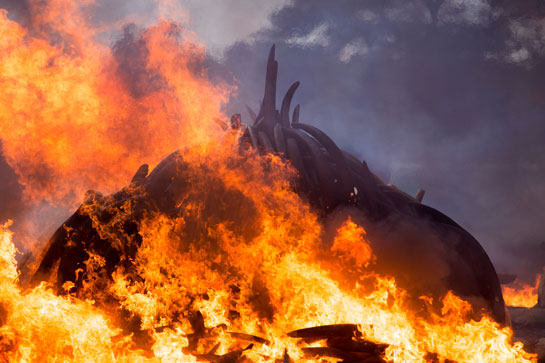 More than 100 tons of ivory and a ton of rhino horn contraband was set on fire in Nairobi National Park, Kenya in April 2016 by the Kenyan President Uhuru Kenyatta. 
