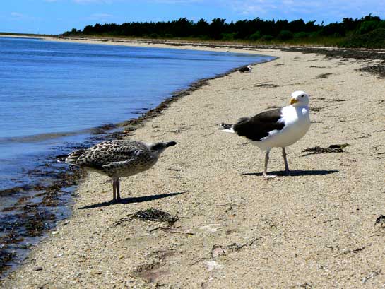 The Black-backed gull is the largest member of the gull family, with a wingspan of 1.5-1.7 m. Young gulls take about four years to reach maturity, gradually changing in colour and appearance till they match that of their parents.