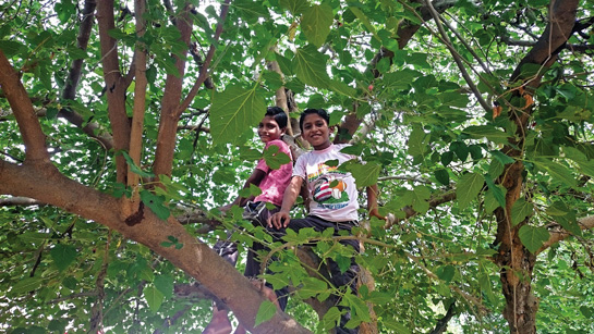 Narendra and Aniket on top of their favourite tree.