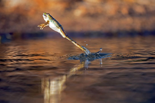 Skittering frog